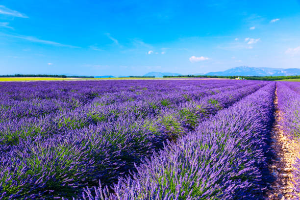 istock Lavender field summer landscape near Valensole 914014248