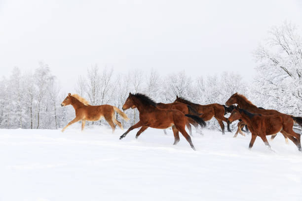 Foals are galloping on snow-covered meadow