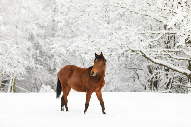 istock Young horse on the snowy meadow 914014428