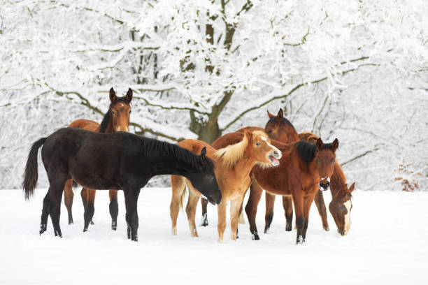 istock Cute foals on the snowy meadow 914014446
