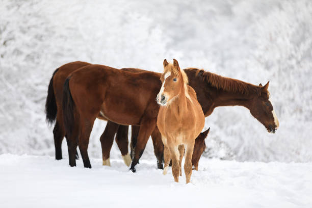 istock The red-haired foal on the meadow 914014460