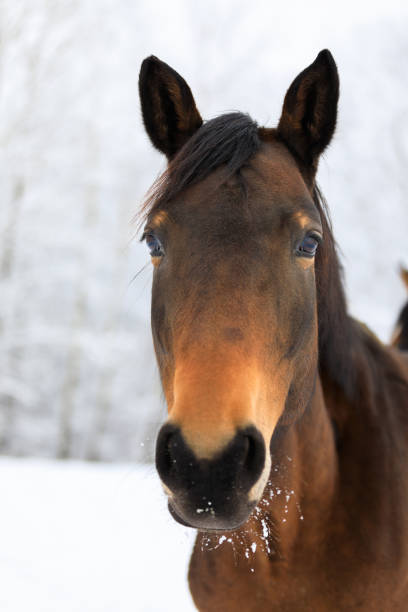 istock The horse portrait at winter 914014474