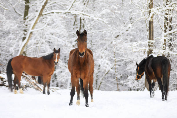 istock Horses on the snowy meadow 914014492