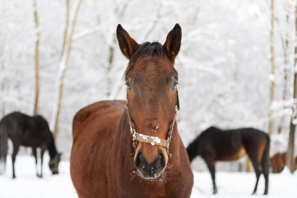istock The horse portrait at winter 914014530