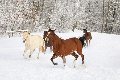 Herd of horses is galloping on the snow-covered meadow