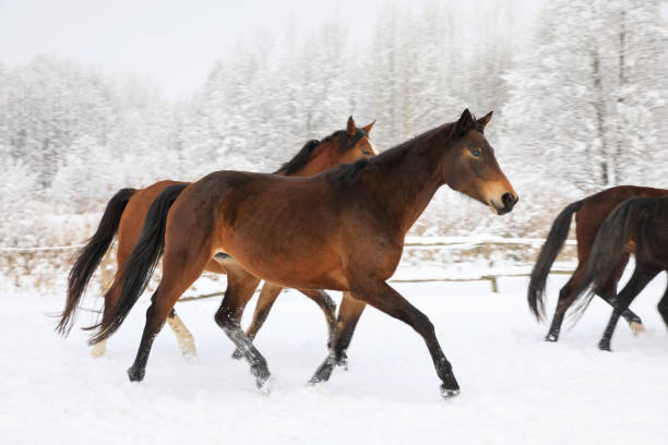 istock Horses are galloping on snowy meadow 914014586