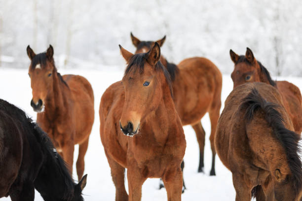 istock Cute foals on the snowy meadow 914014656