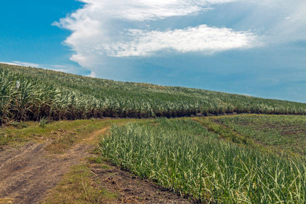 istock Empty Dirt Road Through Trees and Sugar Cane Plantations 914014766