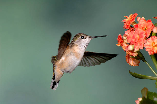 istock Female Rufous Hummingbird 91401728