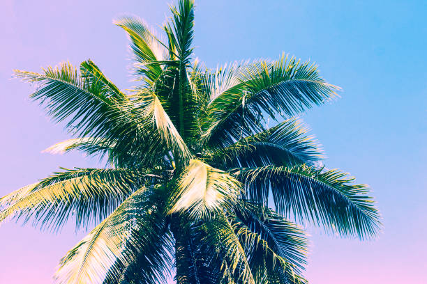 istock Fluffy palm tree crown on sunny blue sky background. Romantic pink toned photo. 914018446