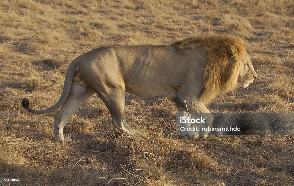 Male lion sur la prowl - Photo de Animal mâle libre de droits