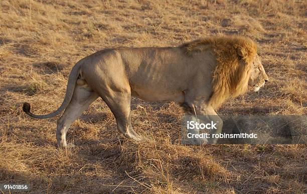 Photo libre de droit de Male Lion Sur La Prowl banque d'images et plus d'images libres de droit de Animal mâle - Animal mâle, Animaux de safari, Animaux à l'état sauvage