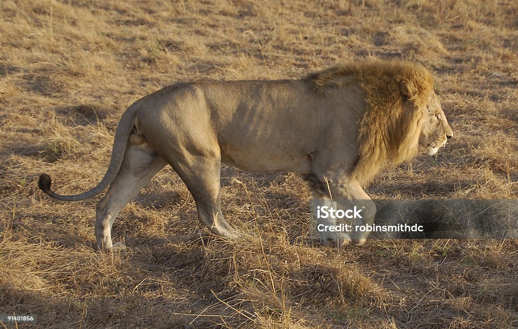 Macho Leão no prowl - Royalty-free Amanhecer Foto de stock