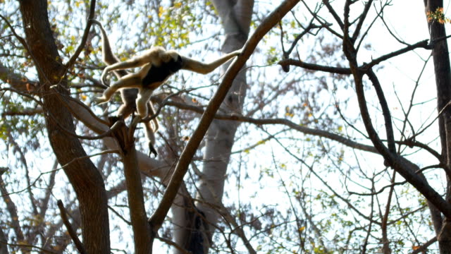 Gibbon on tree