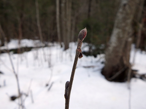 Alder twig and buds in winter,(Alnus glutinosa)