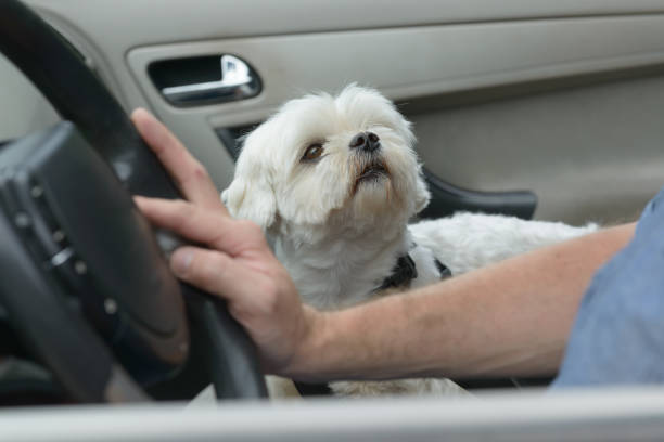 istock Dog sitting in a car 914023002