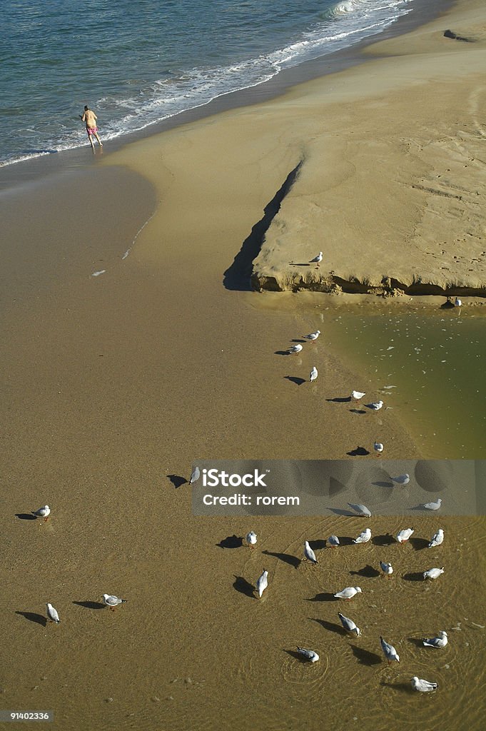 Trinken Möwen - Lizenzfrei Aquatisches Lebewesen Stock-Foto