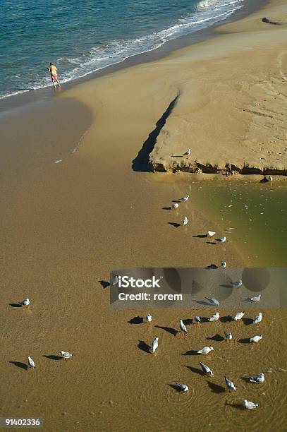 Trinken Möwen Stockfoto und mehr Bilder von Aquatisches Lebewesen - Aquatisches Lebewesen, Australien, Coogee