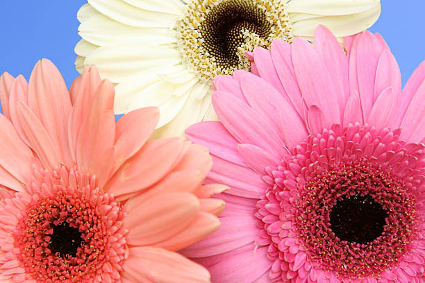 istock Bouquet of flowers 91402371