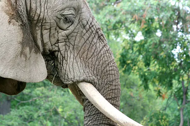 Photo of Elephant Close Up