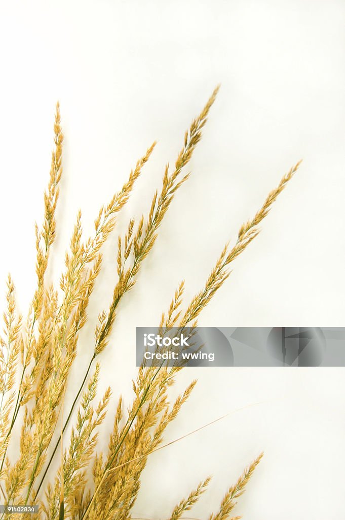 Outono grama em branco - Royalty-free Dourado - Cores Foto de stock