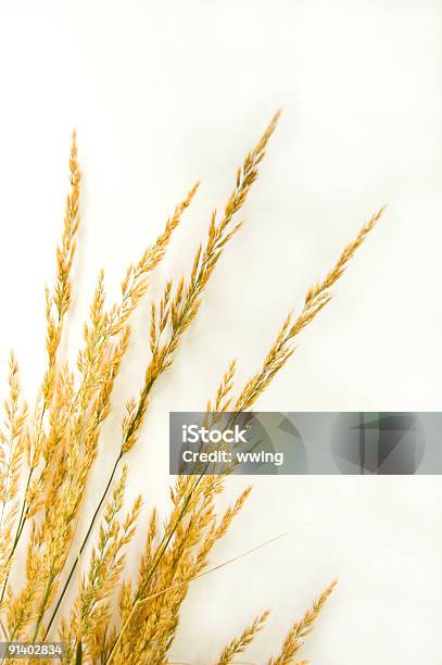Outono Grama Em Branco - Fotografias de stock e mais imagens de Dourado - Cores - Dourado - Cores, Fundo Branco, Relva