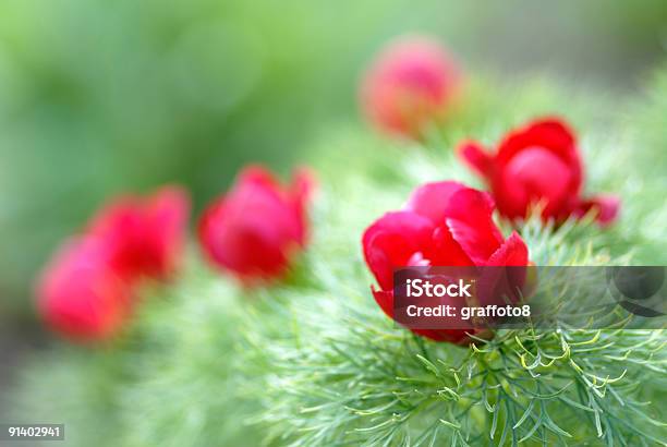 Pfingstrose Stockfoto und mehr Bilder von Baumblüte - Baumblüte, Bedecken, Blatt - Pflanzenbestandteile