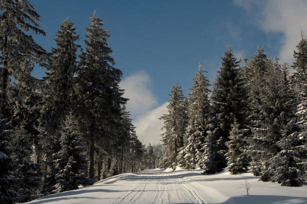 istock Snowy road in the spruce forest. 914030358