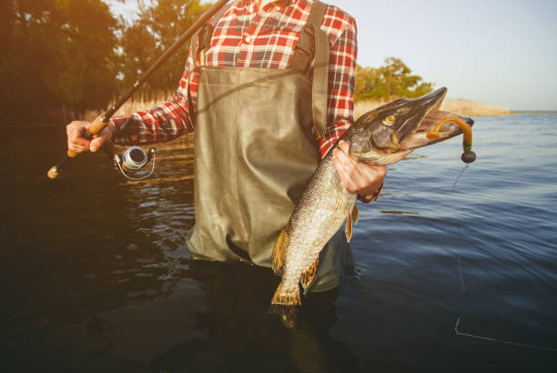 istock The fisherman is holding a fish pike caught on a hook 914030376