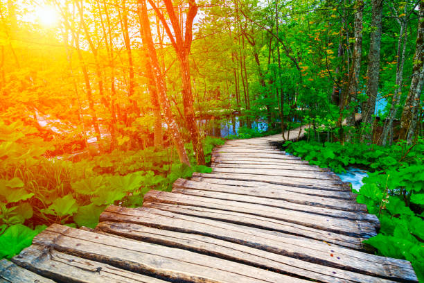 istock Summer forest pathway in plitvice national park 914034092