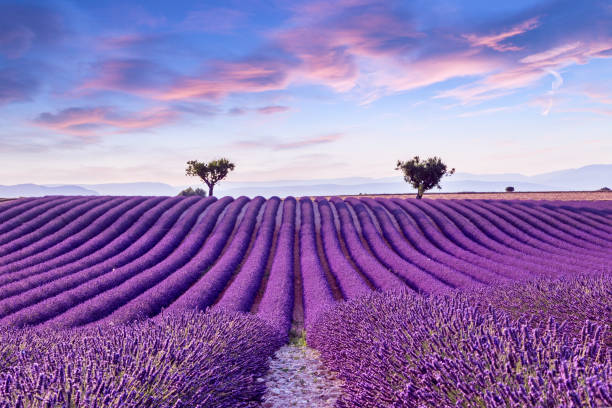 istock Lavender field summer sunset landscape 914034122