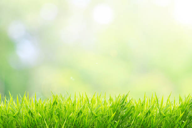 istock Natural green background with spring or summer 914034164