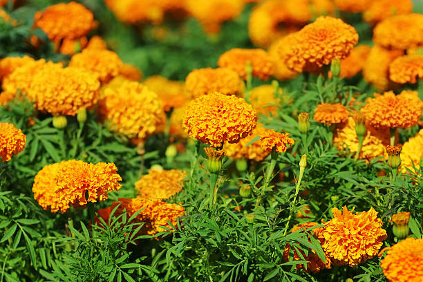 orange marigolds - french marigold photos et images de collection