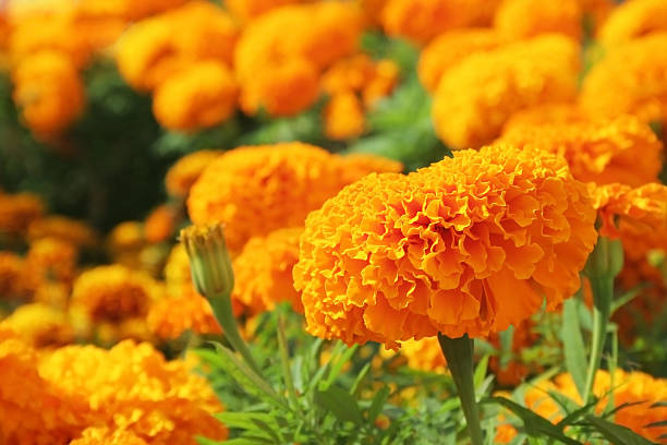 orange marigolds - french marigold photos et images de collection