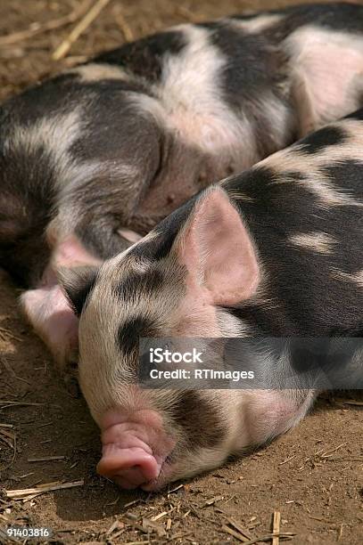 Siesta Foto de stock y más banco de imágenes de Agricultura - Agricultura, Animal, Animal joven