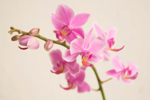 Branch of pink orchids with clipping path, shallow depth of field