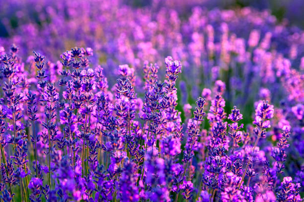 istock Lavender field in Tihany, Hungary 914041696