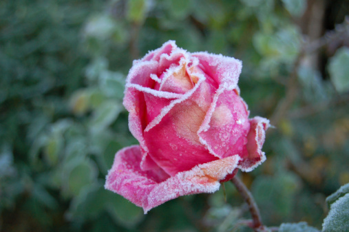 A closeup of red Damask roses covered in frost in a garden with a blurry background