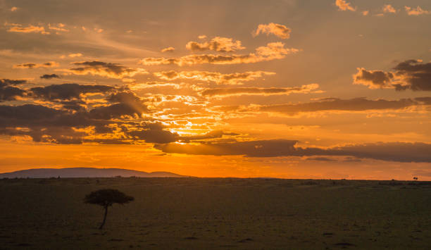 istock African landscape with a tree  at sunset in Kenya 914042068