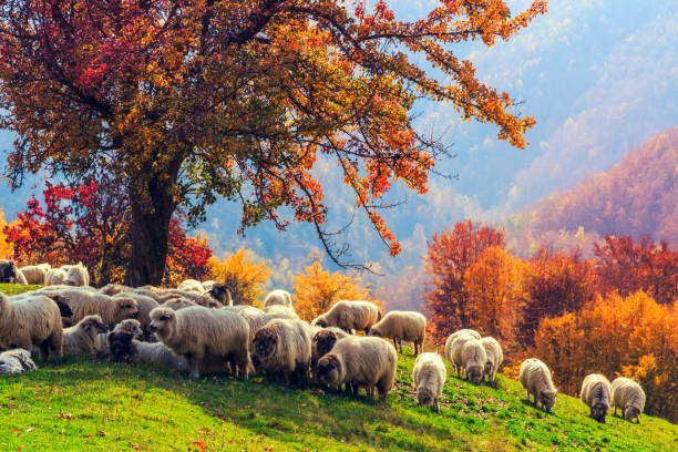 Sheep under the tree in Transylvania Sheep under the tree  in autumn landscape in the Romanian Carpathians shepherd sheep lamb bible stock pictures, royalty-free photos & images