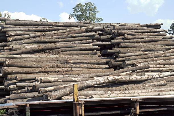 Wood for matches stock photo