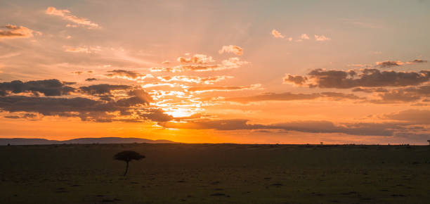 istock African landscape with a tree  at sunset in Kenya 914042700