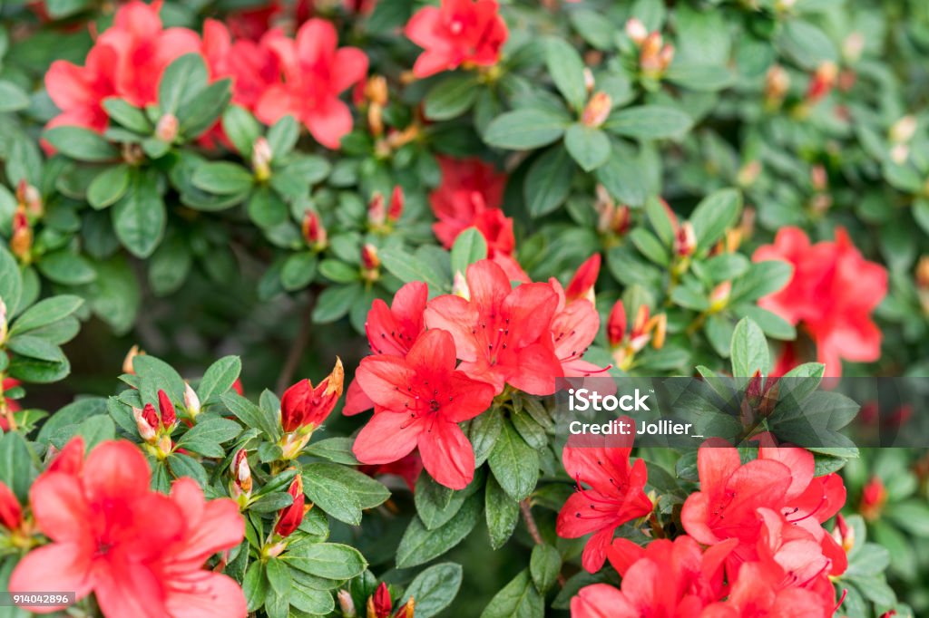 Foto de Arbusto Grande Azaleia Vermelha No Jardim Época De Floração De  Azaleias e mais fotos de stock de Arbusto - iStock