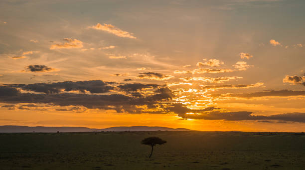 istock African landscape with a tree  at sunset in Kenya 914042926