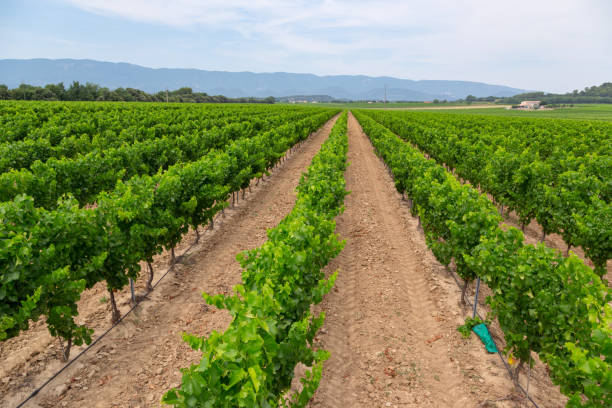 istock Vineyards in Provance, France 914042932