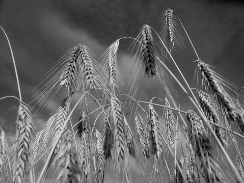 High contrast black and white photograph of ripe barley ready for harvest