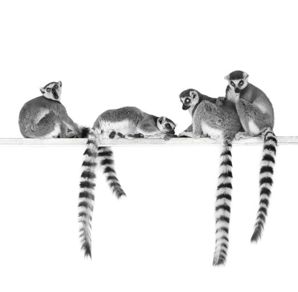 リングテール lemurs - キツネザル ストックフォトと画像
