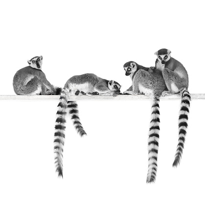 A cute Lemur taking a rest sitting down.