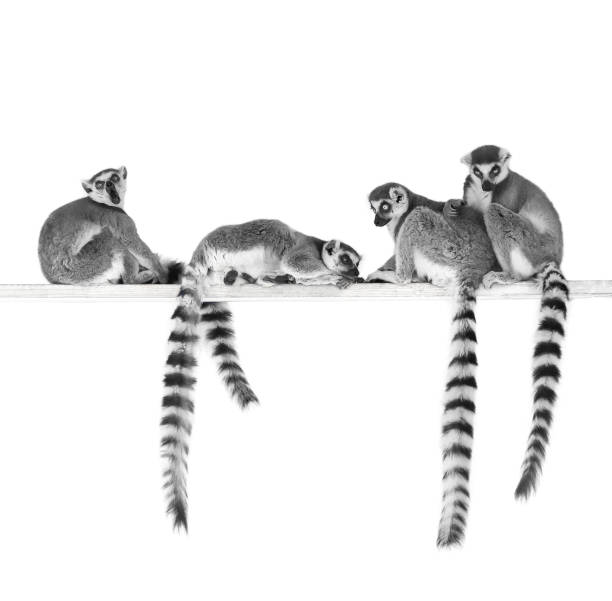 Ring-tailed lemurs Black and white image of ring-tailed lemurs isolated on white background lemur catta stock pictures, royalty-free photos & images