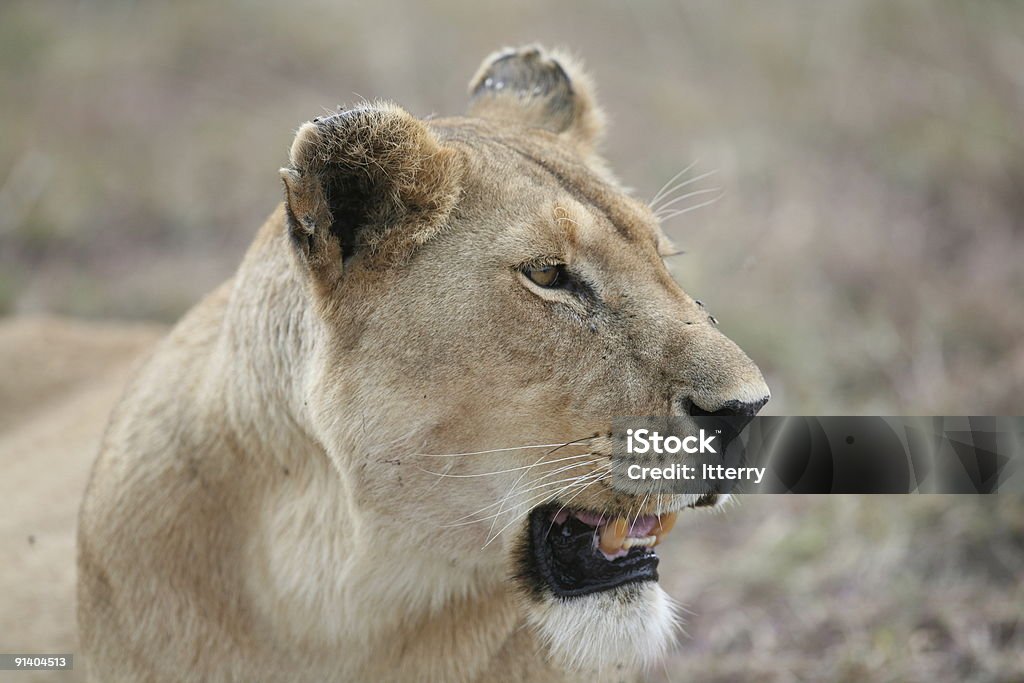 Lion-Profil - Lizenzfrei Afrika Stock-Foto